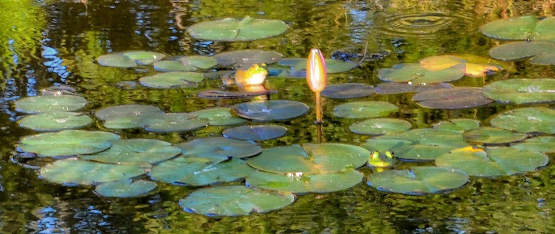 Pond_04