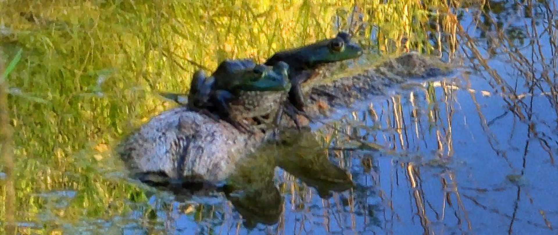Pond_05